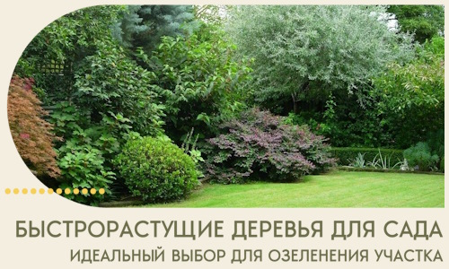 Быстрорастущие деревья для сада идеальный выбор в Лыткарине