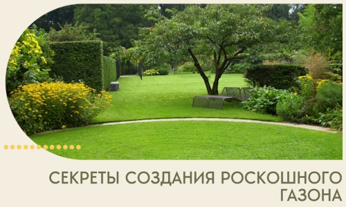Секреты создания роскошного газона в Лыткарине
